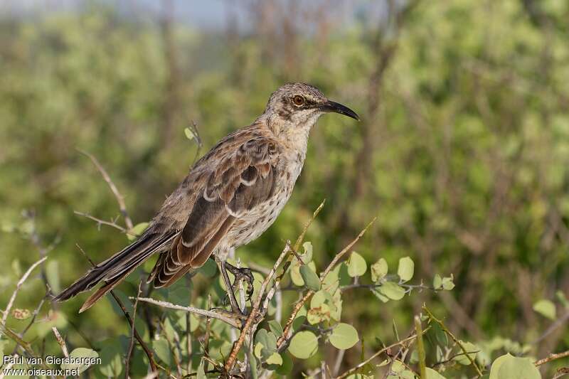 Espanola Mockingbirdadult, identification