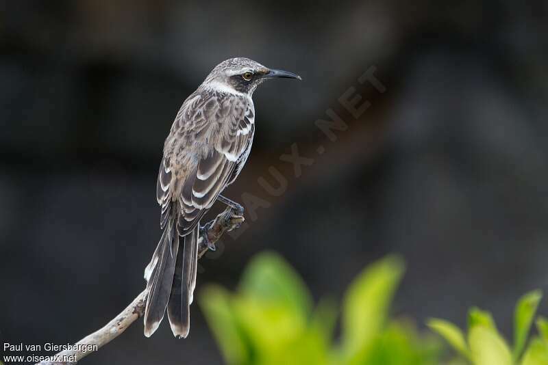 Galapagos Mockingbirdadult, pigmentation