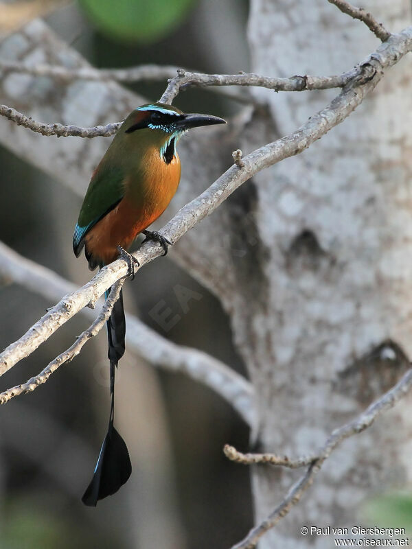 Motmot à sourcils bleus