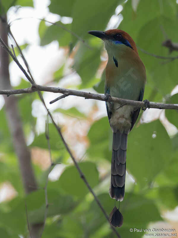 Motmot à tête rousse