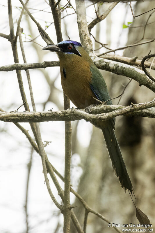 Motmot houtouc