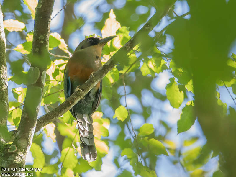 Rufous-capped Motmotadult