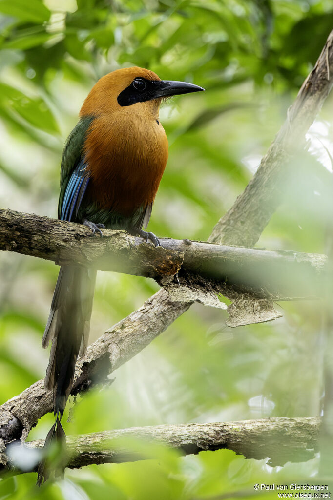 Motmot rouxadulte