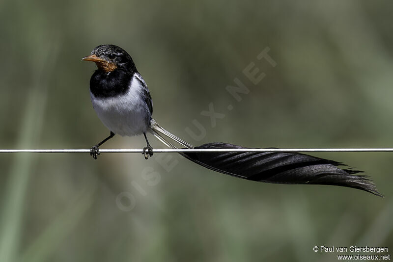 Strange-tailed Tyrant male adult