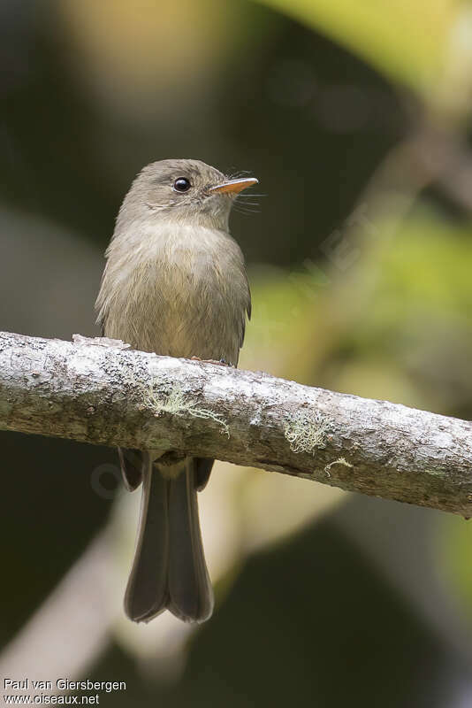 Moucherolle de Jamaïque