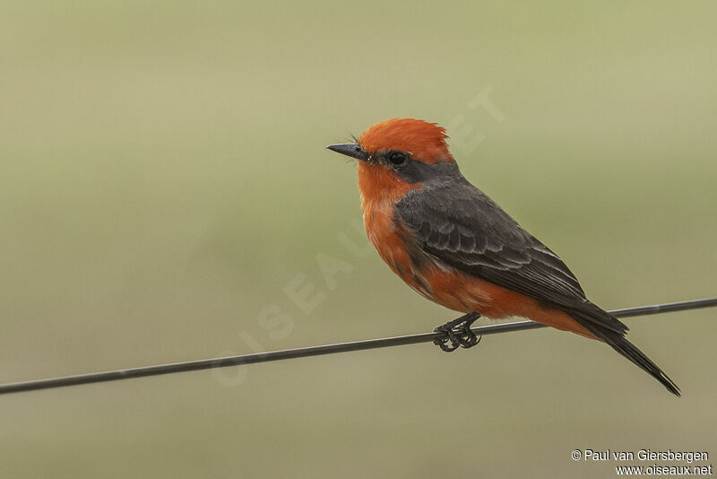 Scarlet Flycatcher male adult