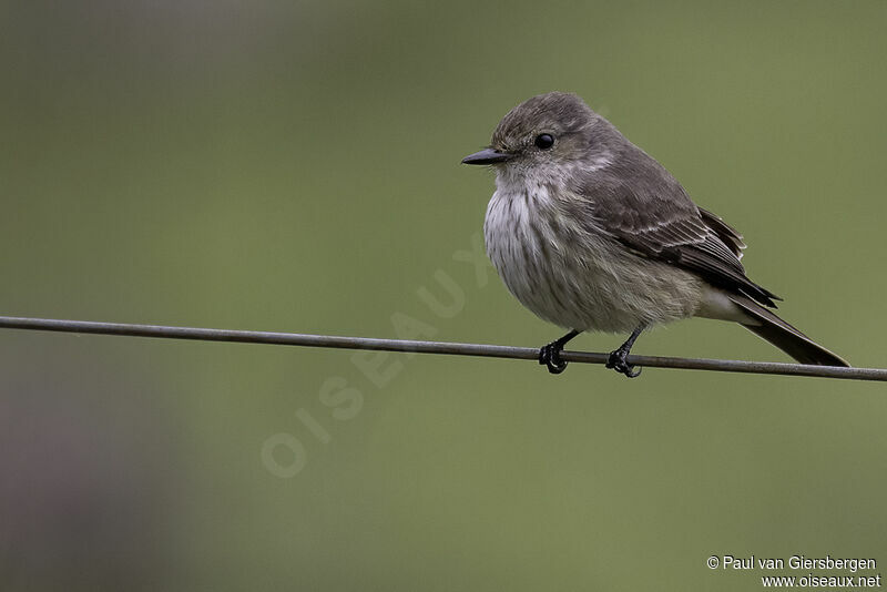 Scarlet Flycatcher female adult