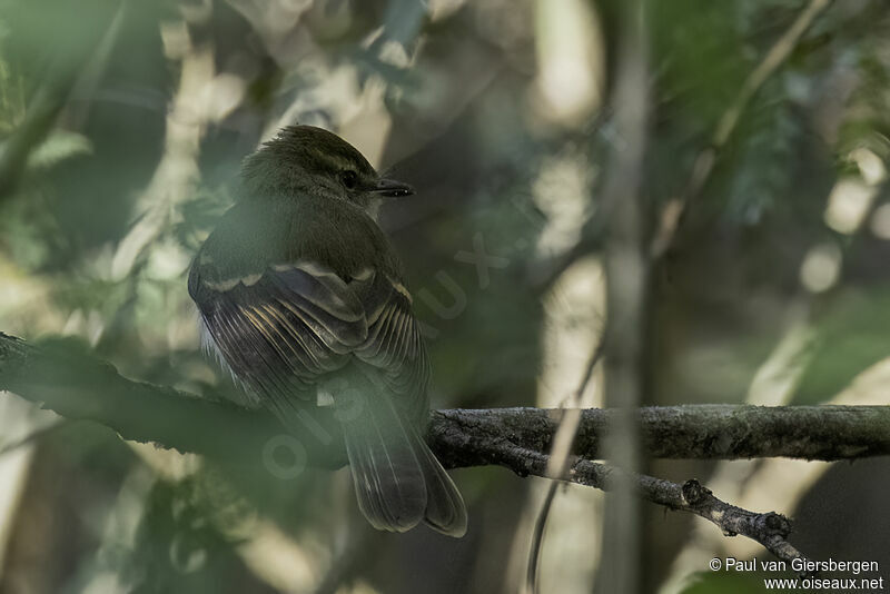 Fuscous Flycatcheradult