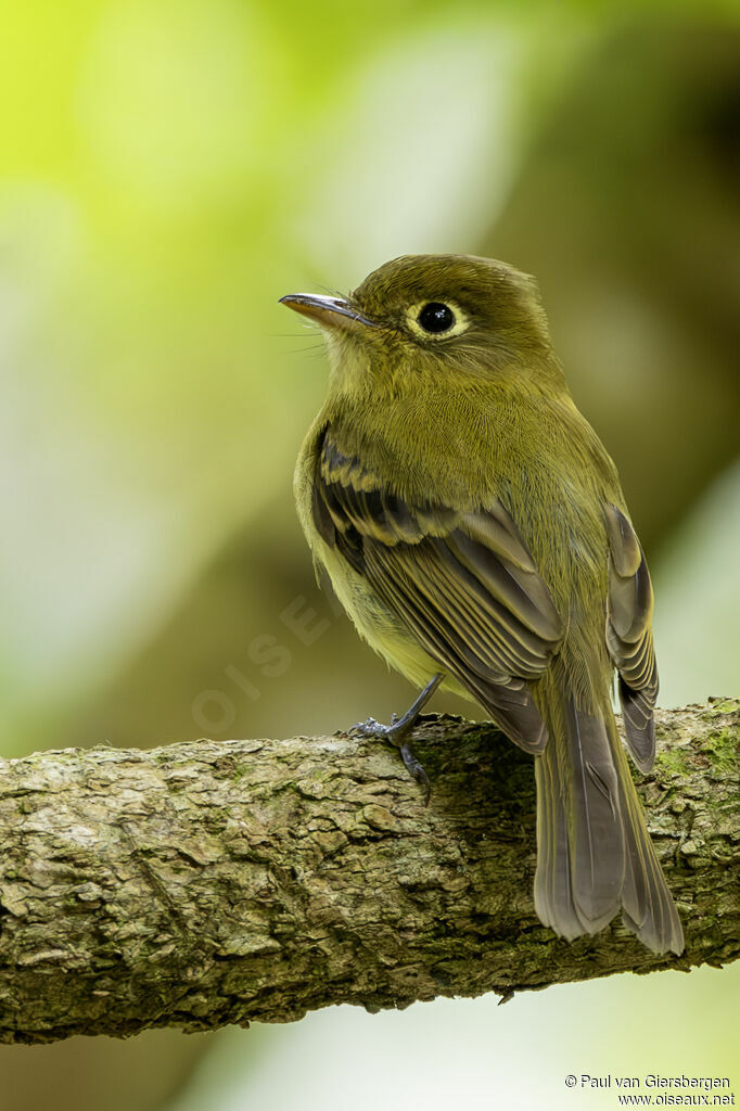 Moucherolle jaunâtreadulte