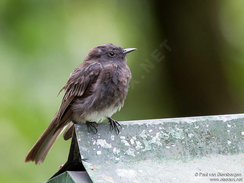 Black Phoebe