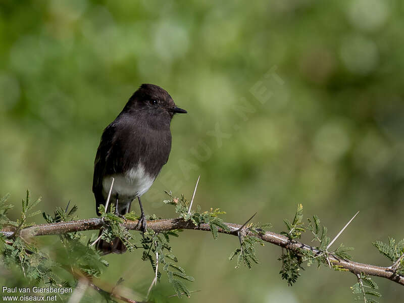 Black Phoebeadult, close-up portrait