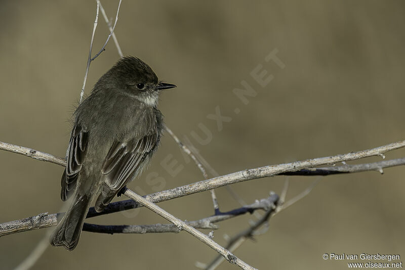 Eastern Phoebeadult