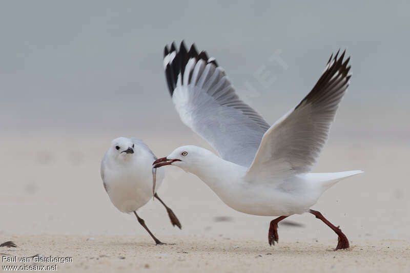 Mouette argentée, pigmentation, régime