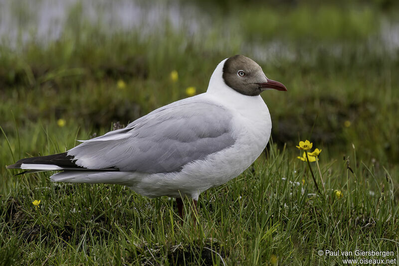 Brown-headed Gulladult