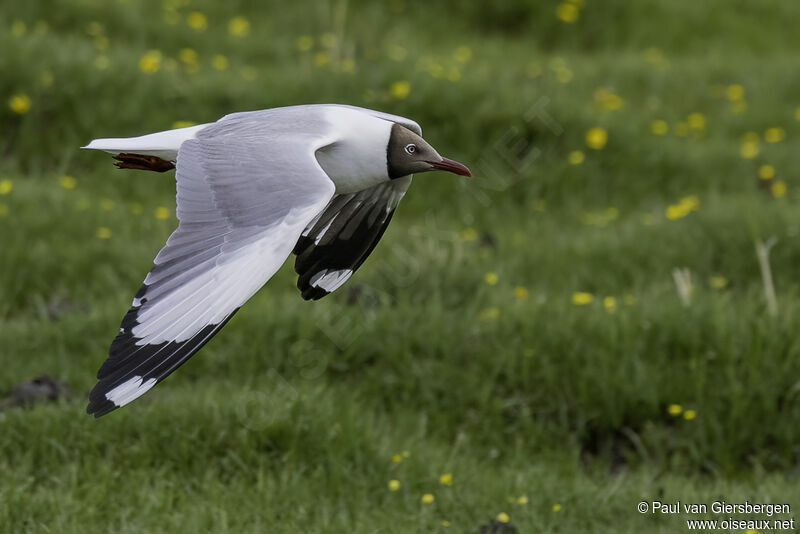 Mouette du Tibetadulte