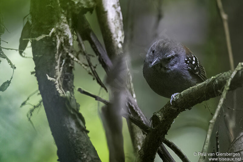 Rufous-backed Stipplethroat male adult