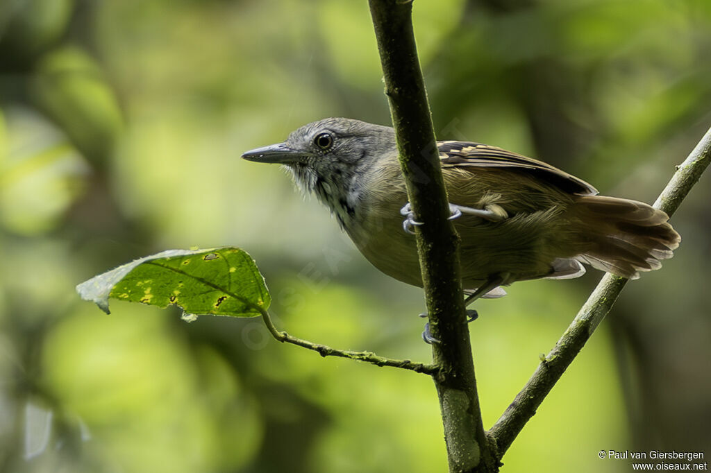 Checker-throated Stipplethroat