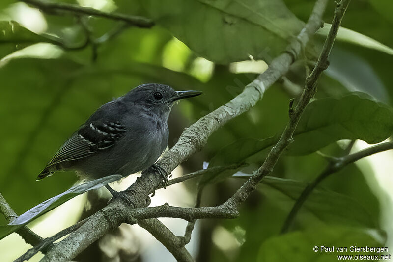 Grey Antwrenadult