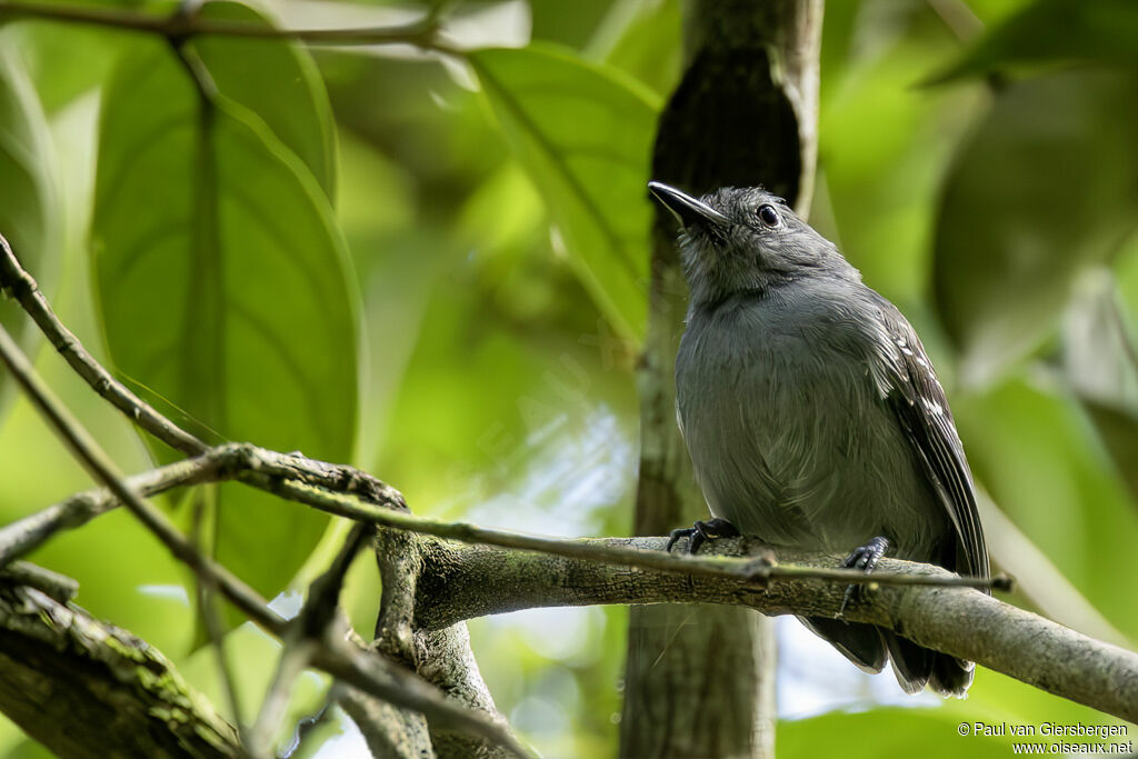 Leaden Antwrenadult