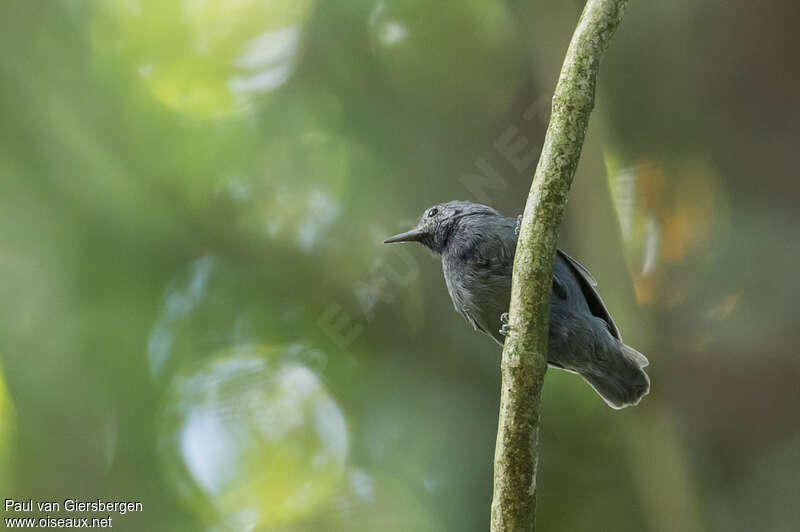 Unicolored Antwren male adult