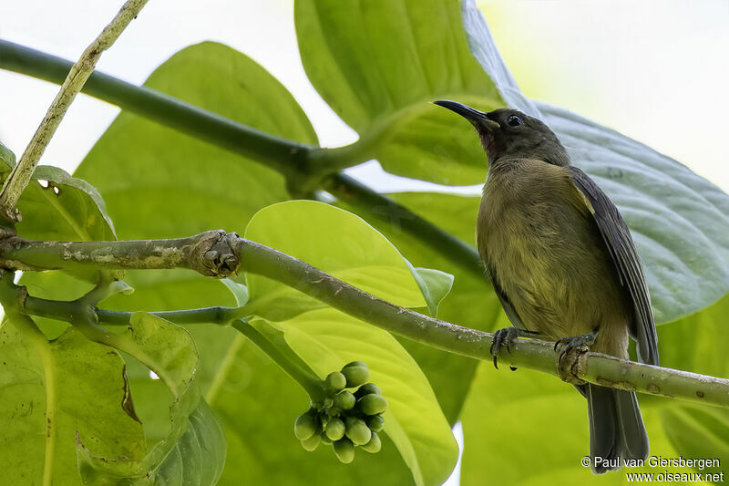 Crimson-rumped Myzomelaimmature