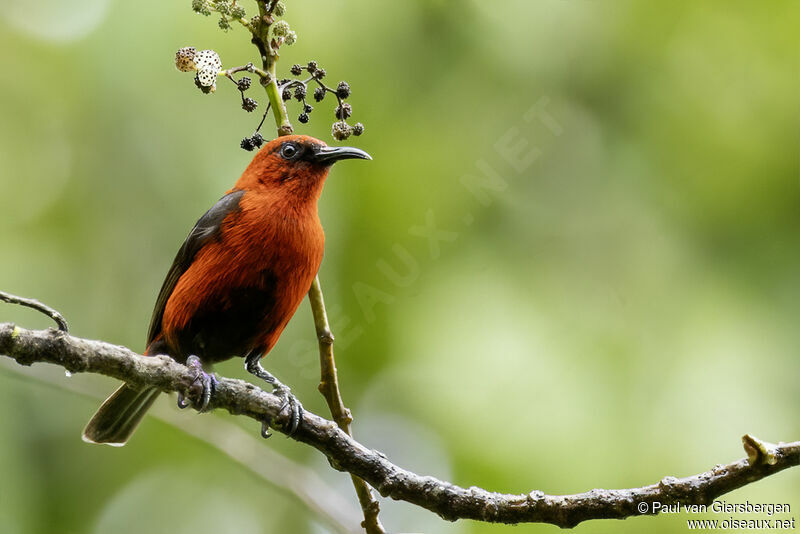 Myzomèle cardinal mâle adulte