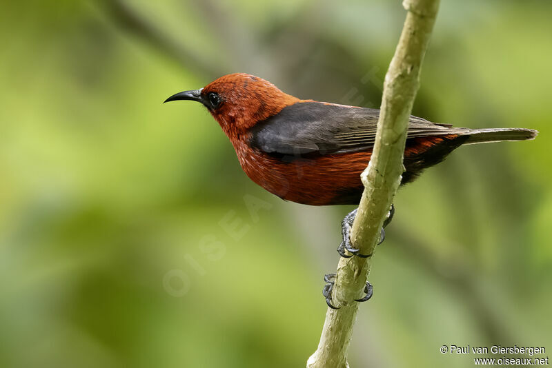 Cardinal Myzomela male adult