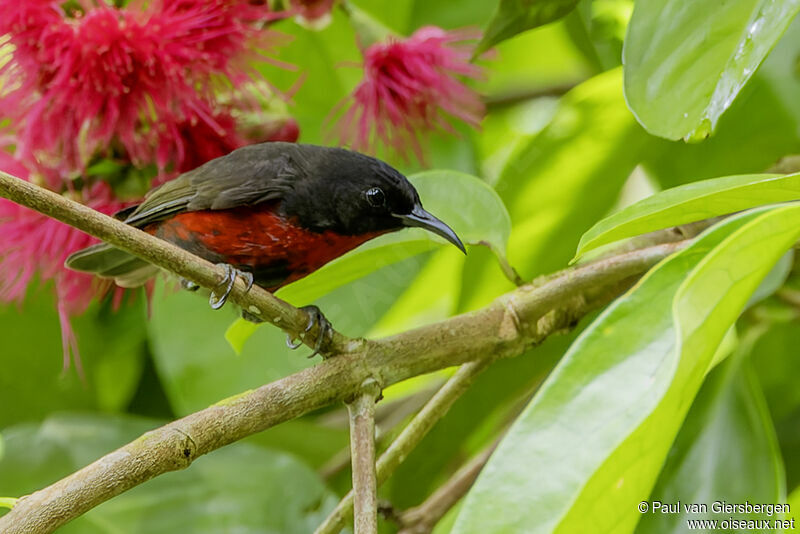 Red-vested Myzomelaadult