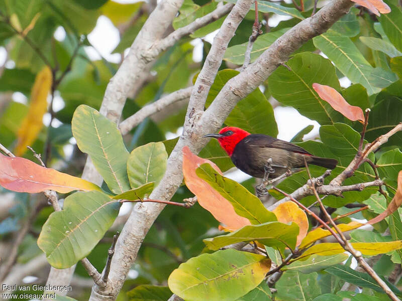 Myzomèle de Rote mâle adulte, identification