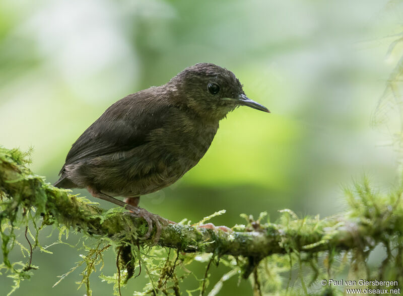 Sao Tome Shorttailimmature