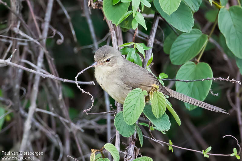 Nésille malgacheadulte, identification