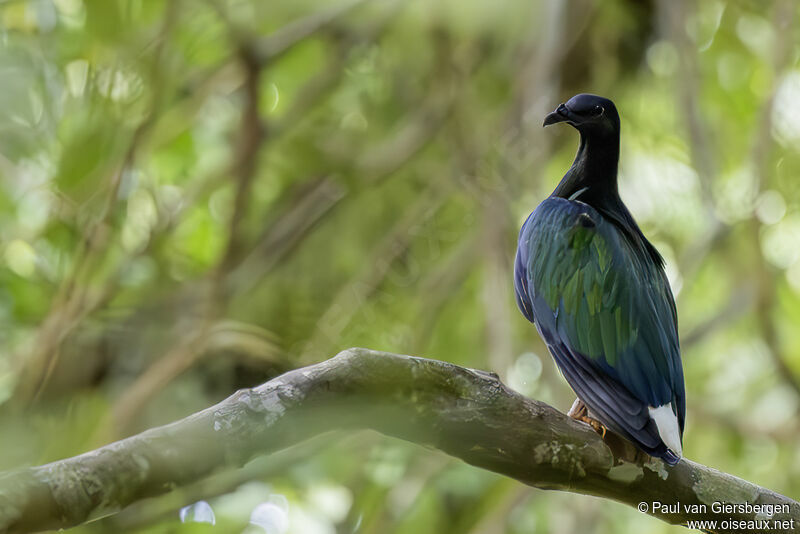 Nicobar Pigeonadult