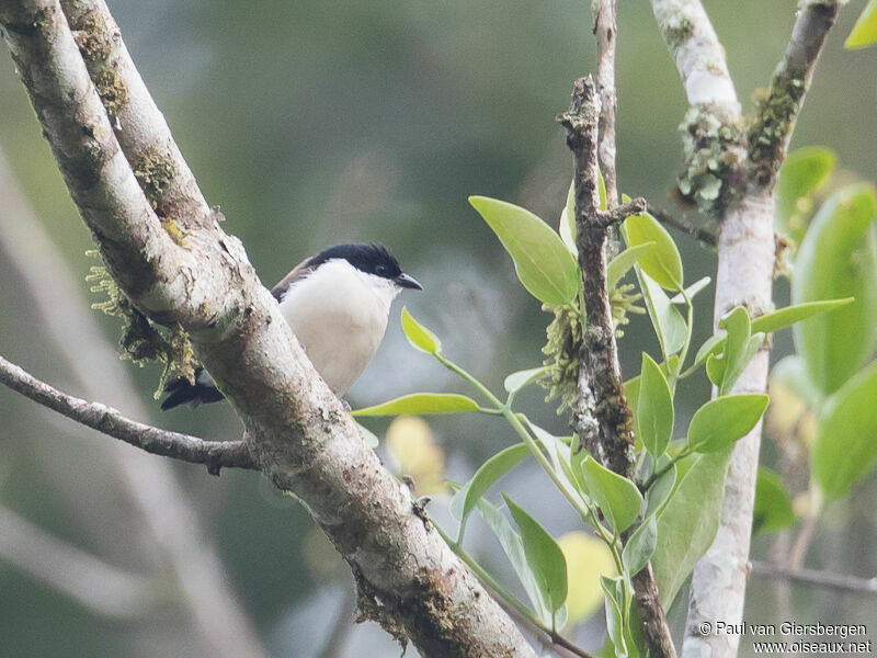 Nigrette à ventre blanc