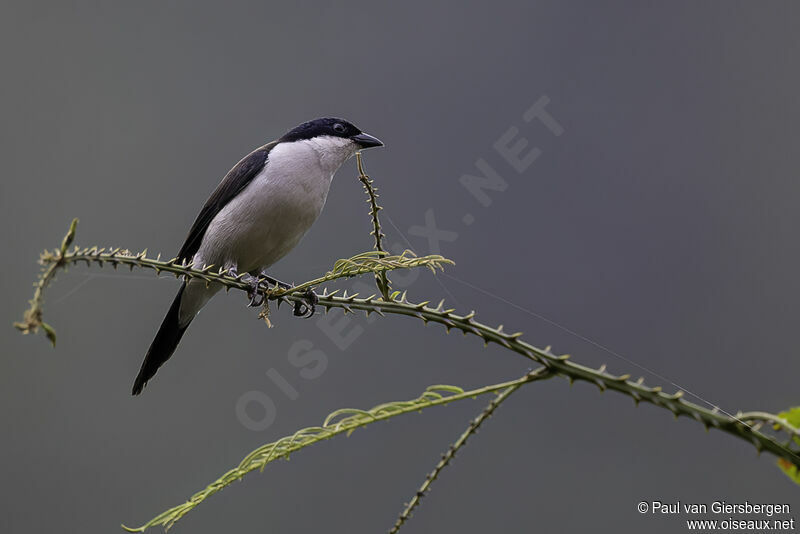 White-breasted Nigritaadult