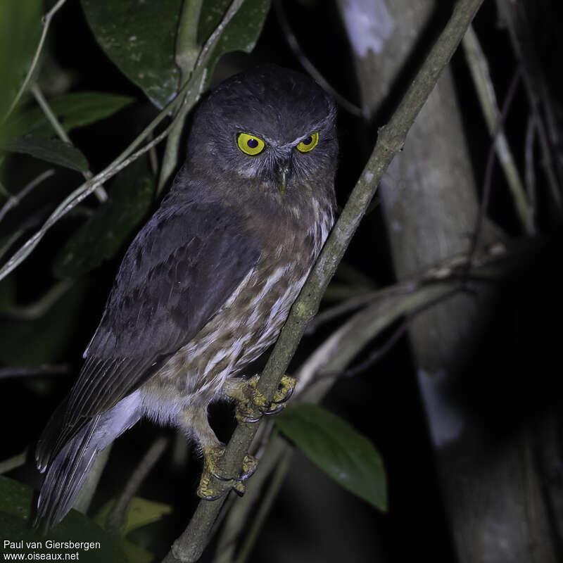 Andaman Boobook, identification