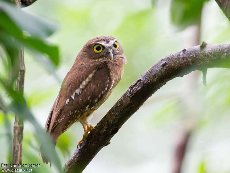 Ochre-bellied Boobook, identification