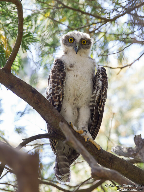 Powerful Owl