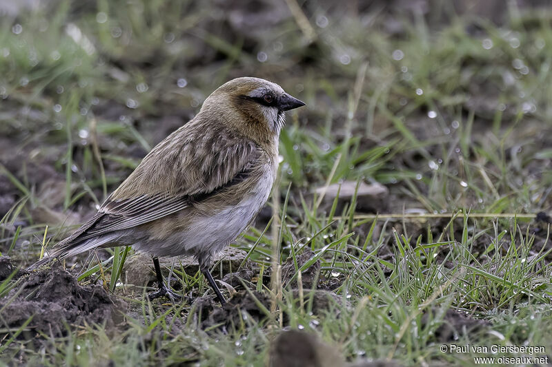 Rufous-necked Snowfinchadult