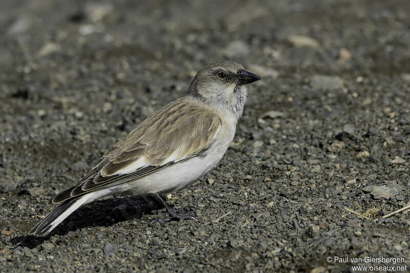 White-winged Snowfinchadult