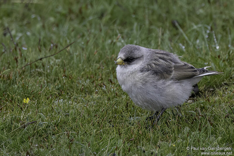 White-rumped Snowfinchjuvenile