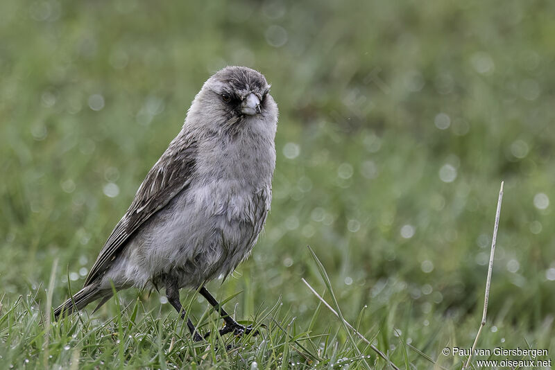 White-rumped Snowfinchadult