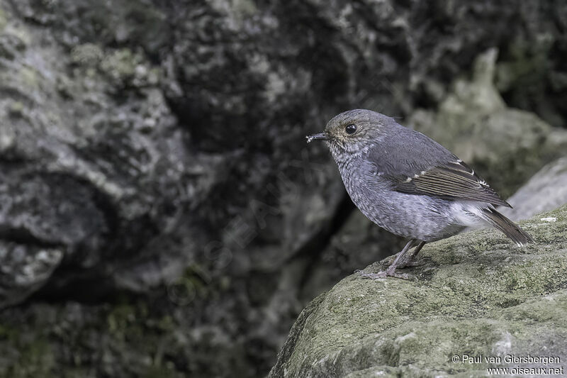 Plumbeous Water Redstart female adult