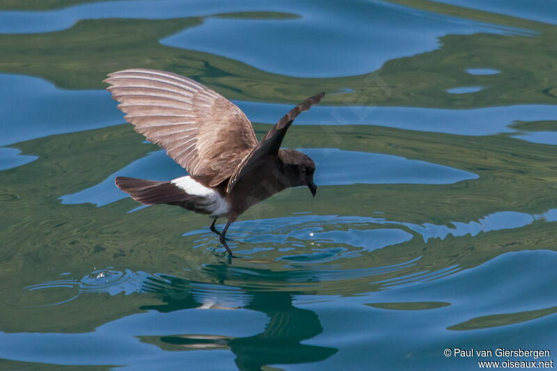 Elliot's Storm Petrel