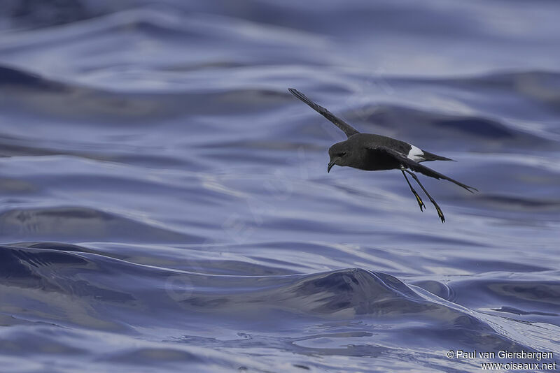 Wilson's Storm Petrel