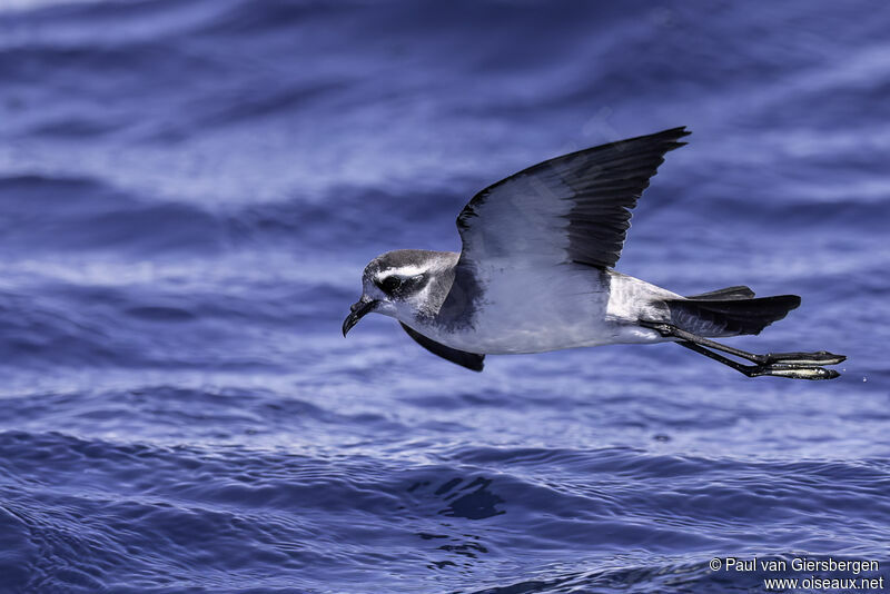 White-faced Storm Petreladult