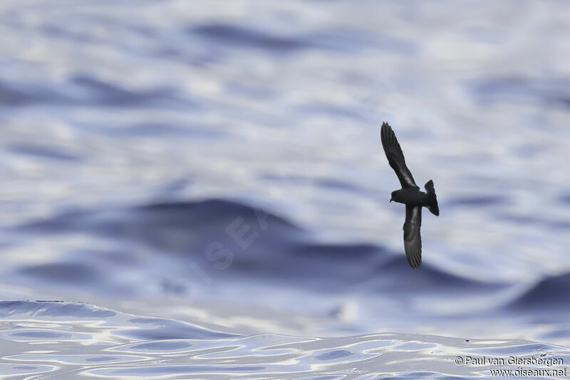 European Storm Petreladult