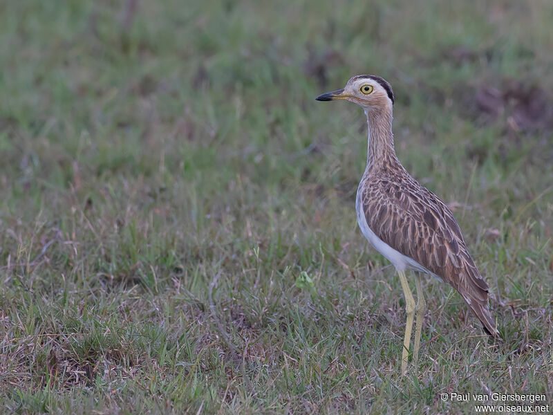 Double-striped Thick-kneeadult