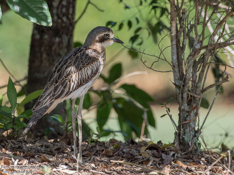 Bush Stone-curlewadult, identification