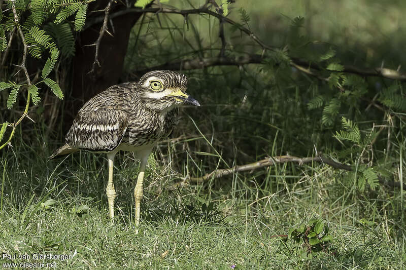 Indian Stone-curlewadult