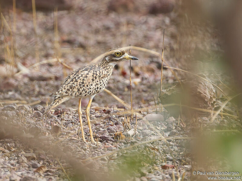 Spotted Thick-knee